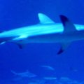Las Vegas Sehenswürdigkeit Shark Reef Mandalay Bay