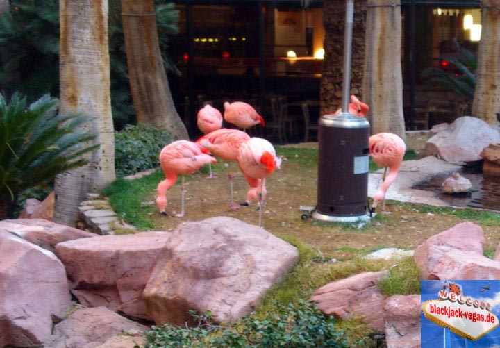 las-vegas-attraktion-flamingos